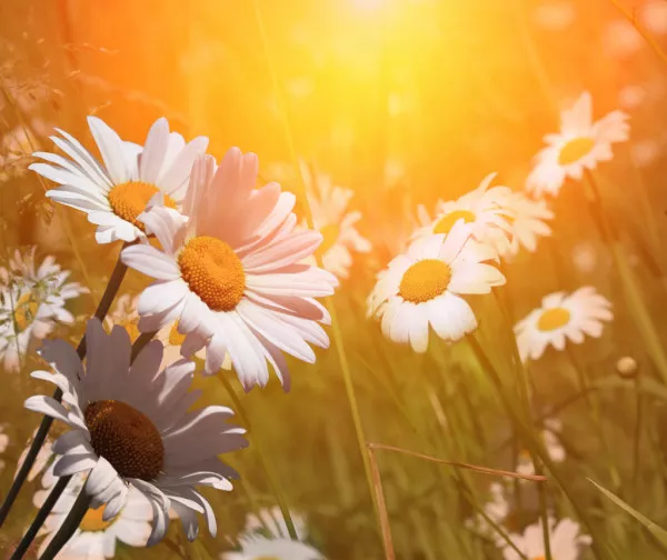 depositphotos_7510346-stock-photo-spring-daisies-at-dawn