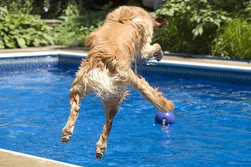 bfa2876665830cfe42b9d2881b73b4df--vivre-joie (1)