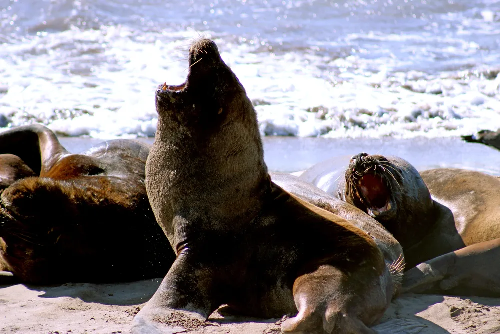 Lobos marinos