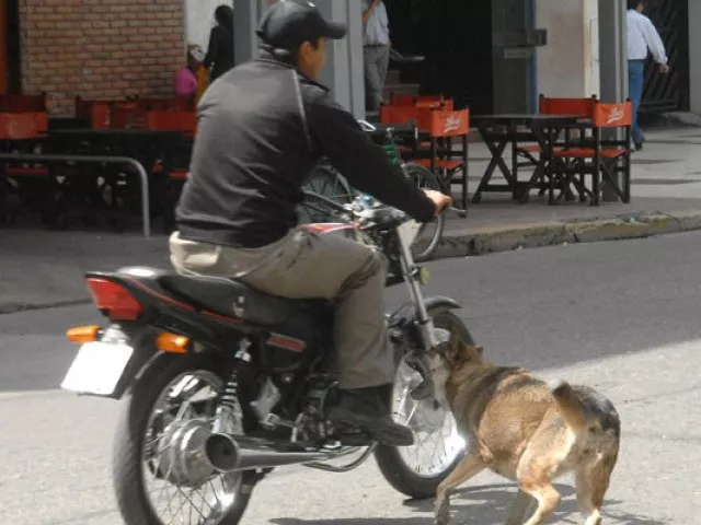perro vs moto