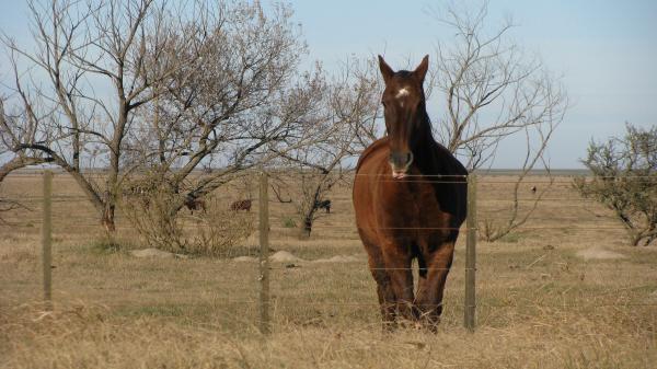 campo 1