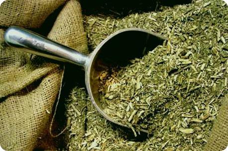 yerba mate