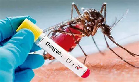 dengue