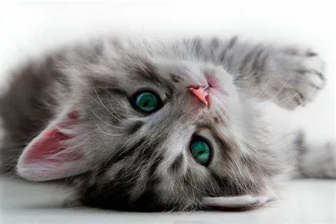 gatito