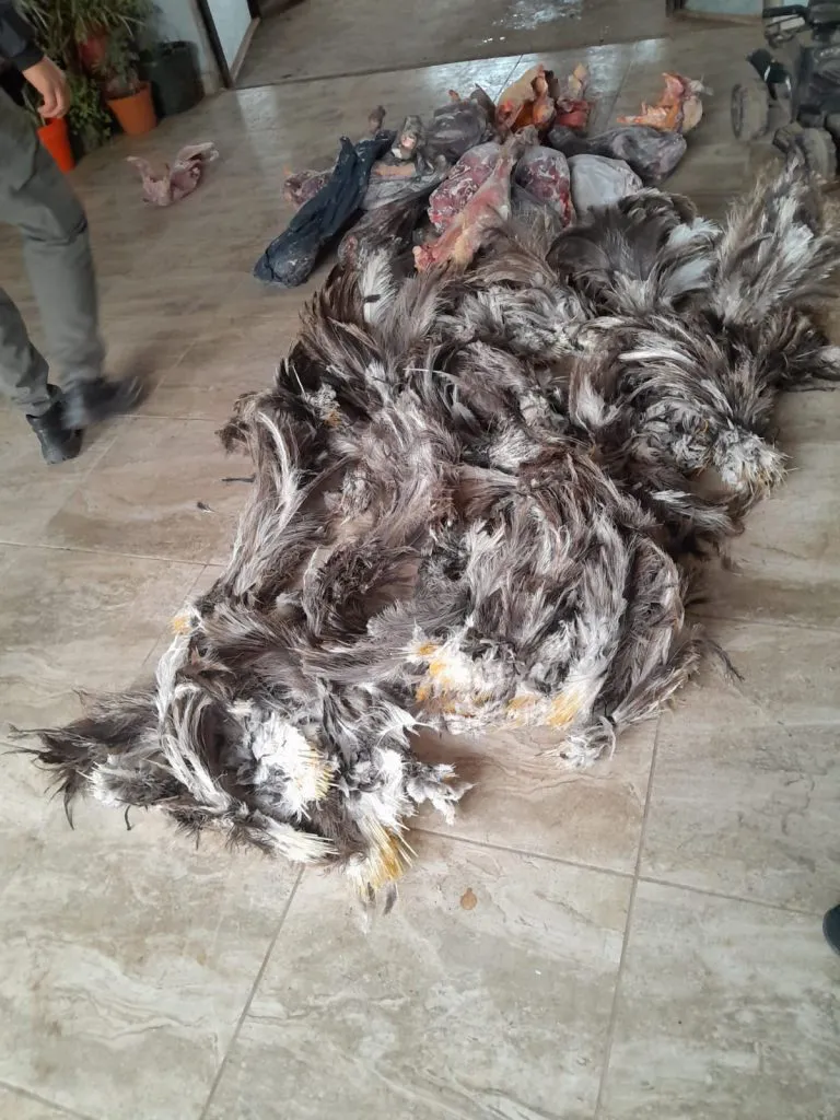 policia-ambiental-768x1024