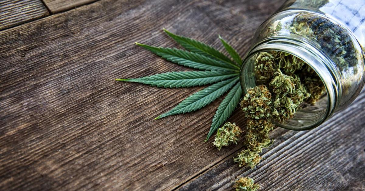 cannabis plant