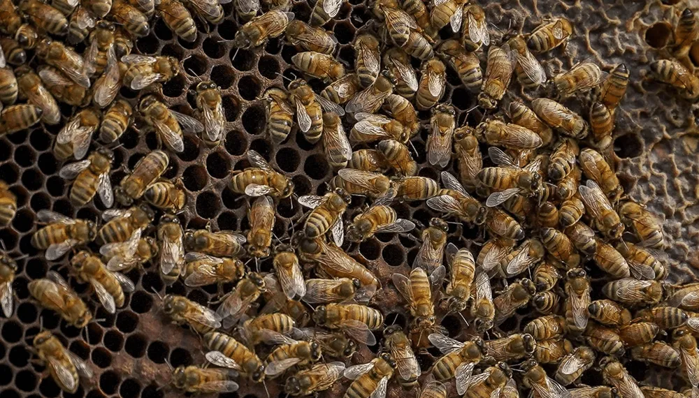 abejas-apicultura-buenos-aires-mda