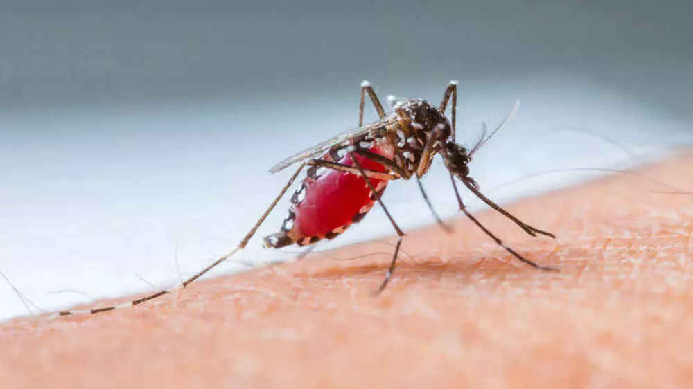 dengue 1