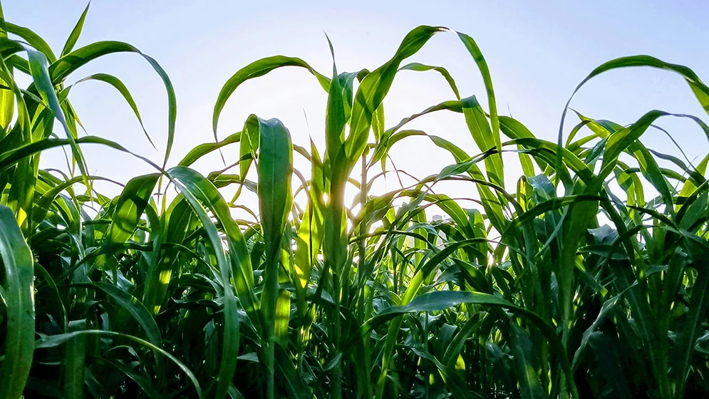 SustainCrop-6