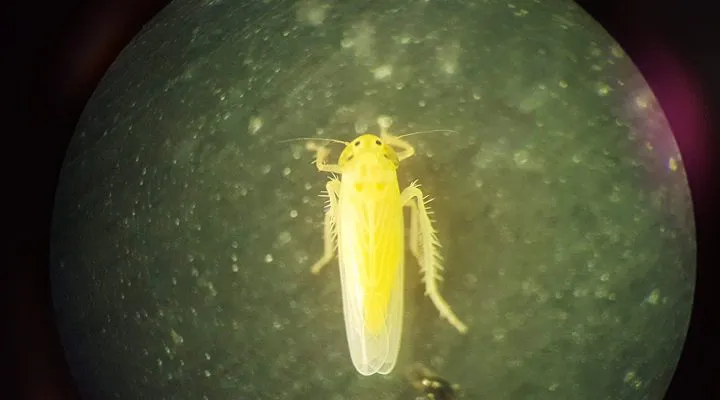 Chicharrita-00-web-720x400