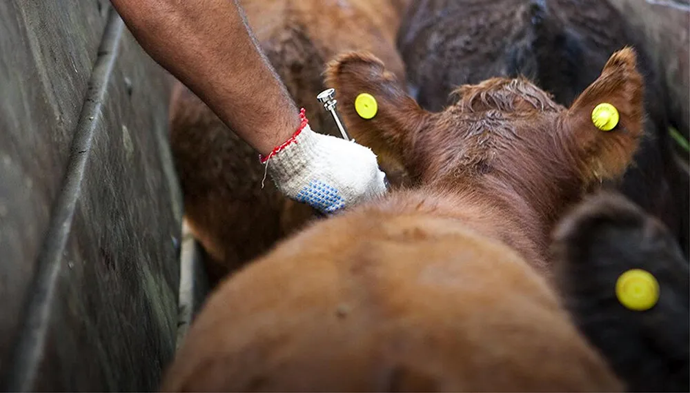 ganaderia-vacuna-antiaftosa-infocampo