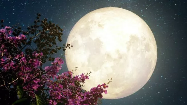luna-flores-1