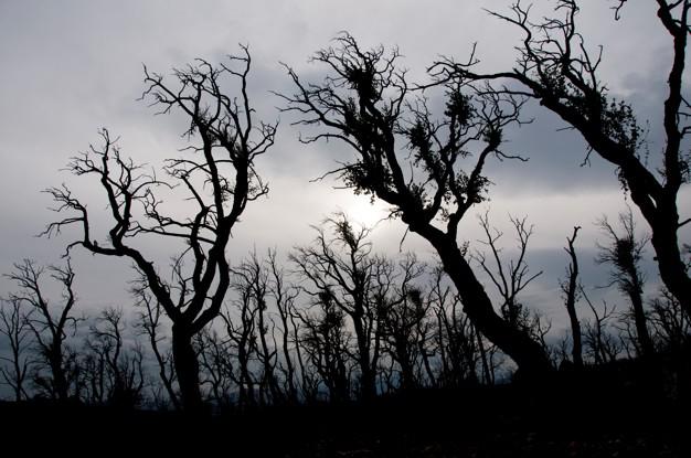 arboles-silueteados-dia-nublado_19485-36723