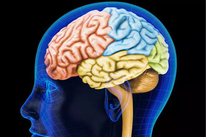 cerebro 1