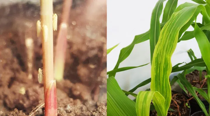 Chicharrita-01-web-720x400