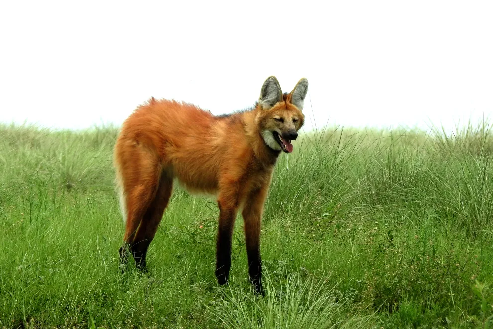 Aguara-Guazu-Chrysocyon-brachyurus-Martin-Lepez-1-1