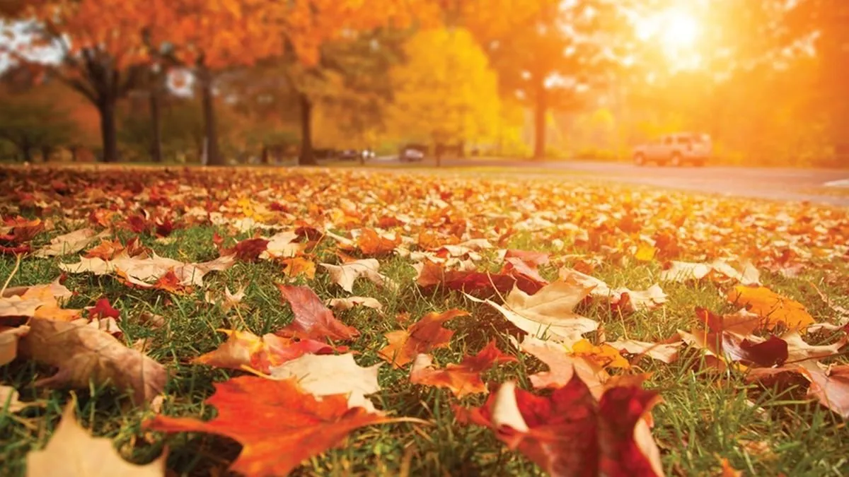otoño 1