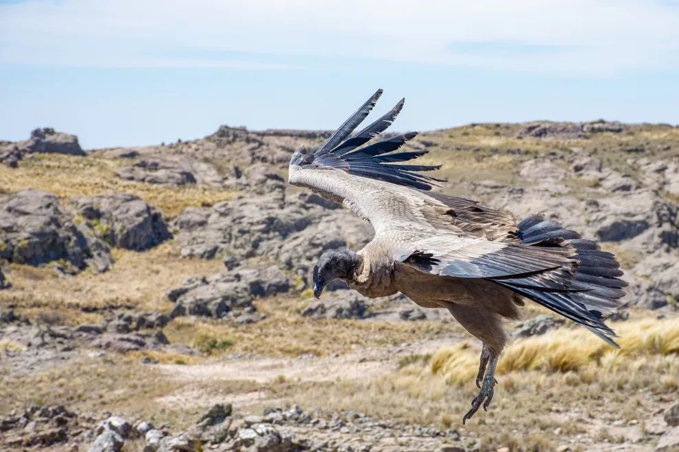 LiberacionCondor_-16