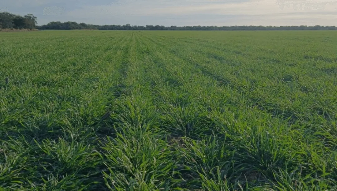 trigo-bolsa-cereales-cba