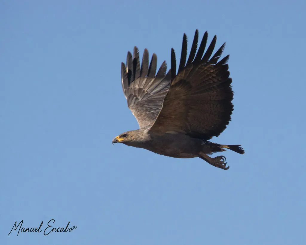 Buteogallus-coronatus_Manu-Encabo-1024x819