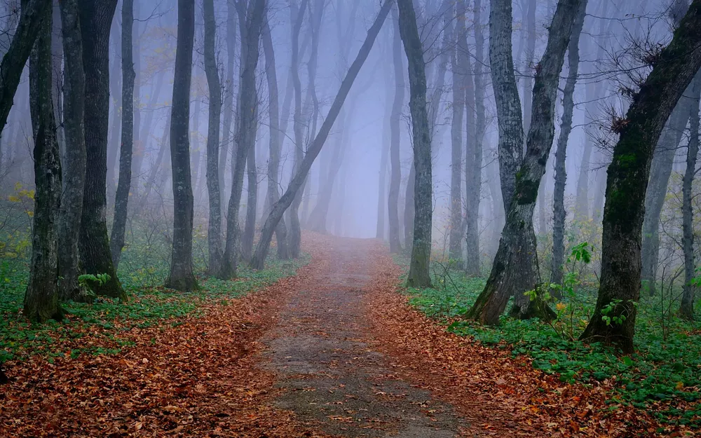 597-crepusculo-en-el-bosque