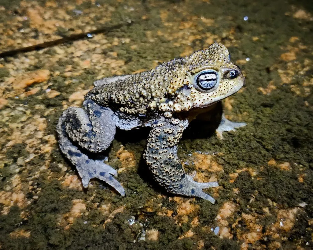Rhinella-achalensis-Principal-1-1024x817