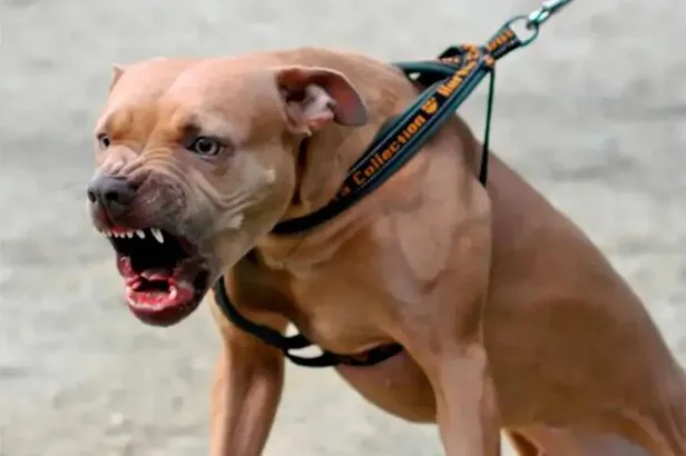 pitbull
