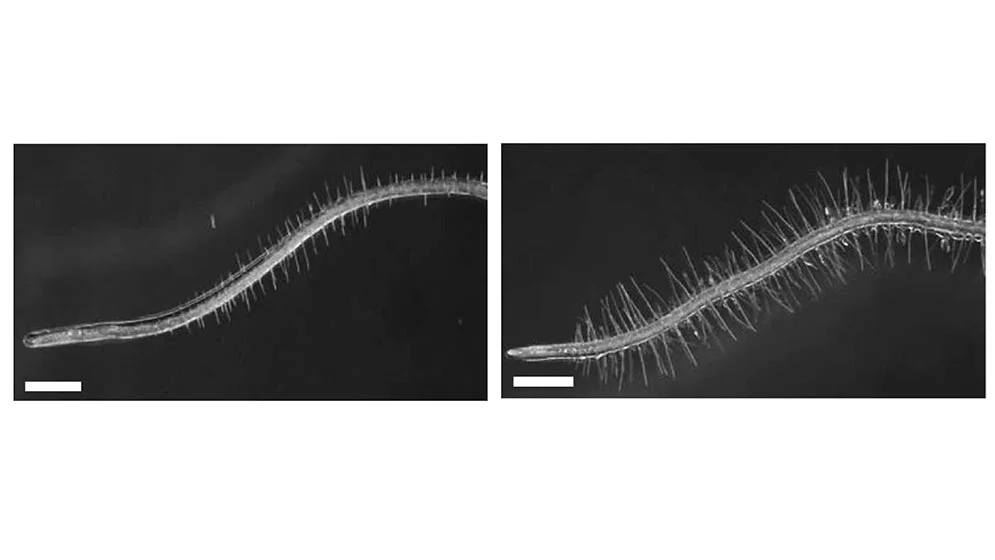 bacteria-00-web-1