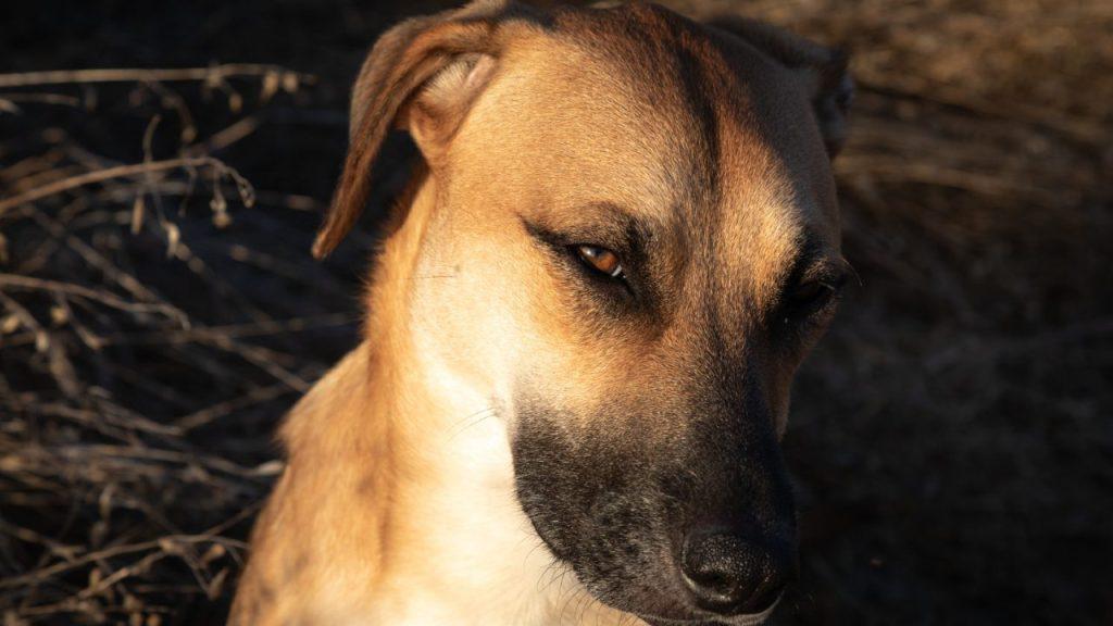 perro 1
