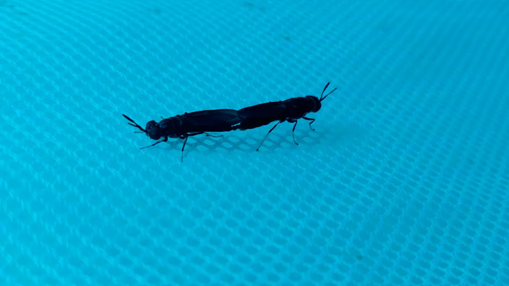 web-MSN-reproduciendose-zoom