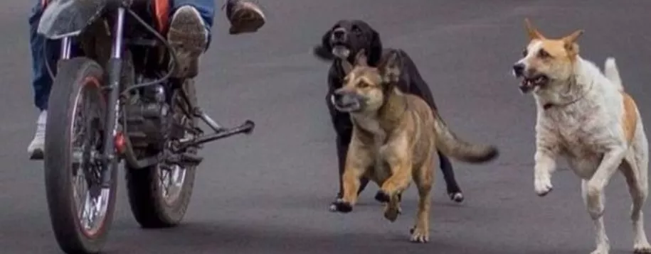 perro moto