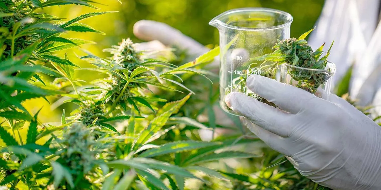 cannabis 1