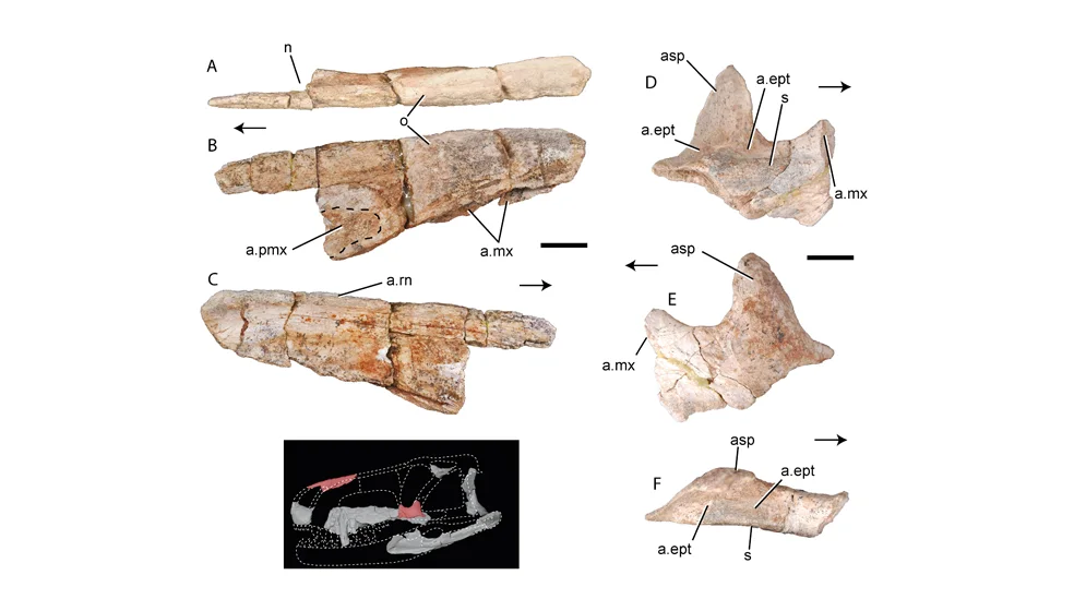 Fig-4-Skull-II_166-web