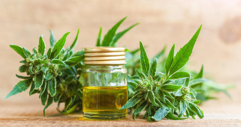 aceite de cannabis