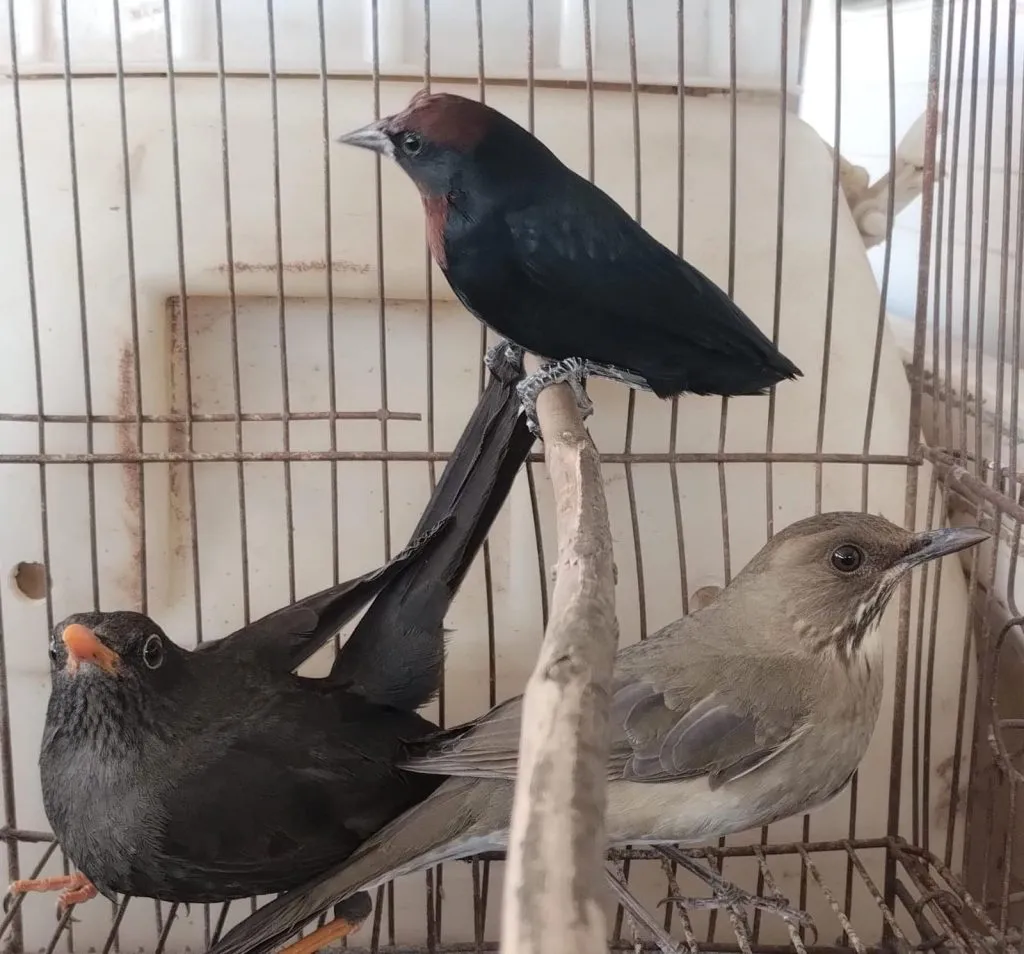 WhatsApp-Image-2024-06-24-at-19.39.54-1024x954