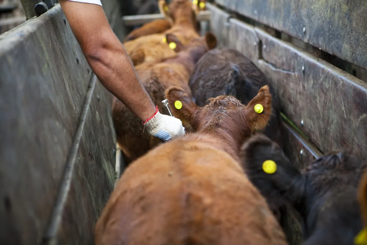 vaca vacuna