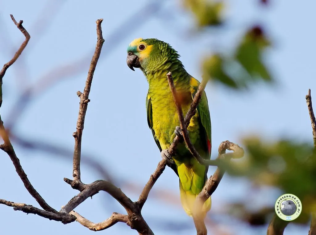 Loro-_Hablador-02_Spinuzza-1024x762