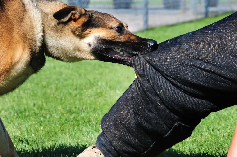 3.-dog-bite
