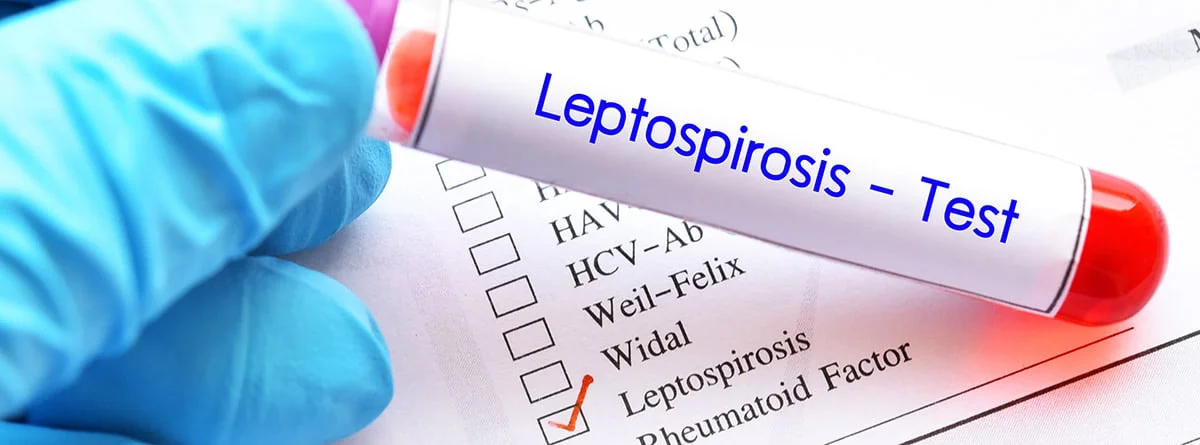 leptopirosis (1)