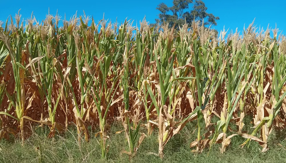 maiz-seco-ariel-bianchi
