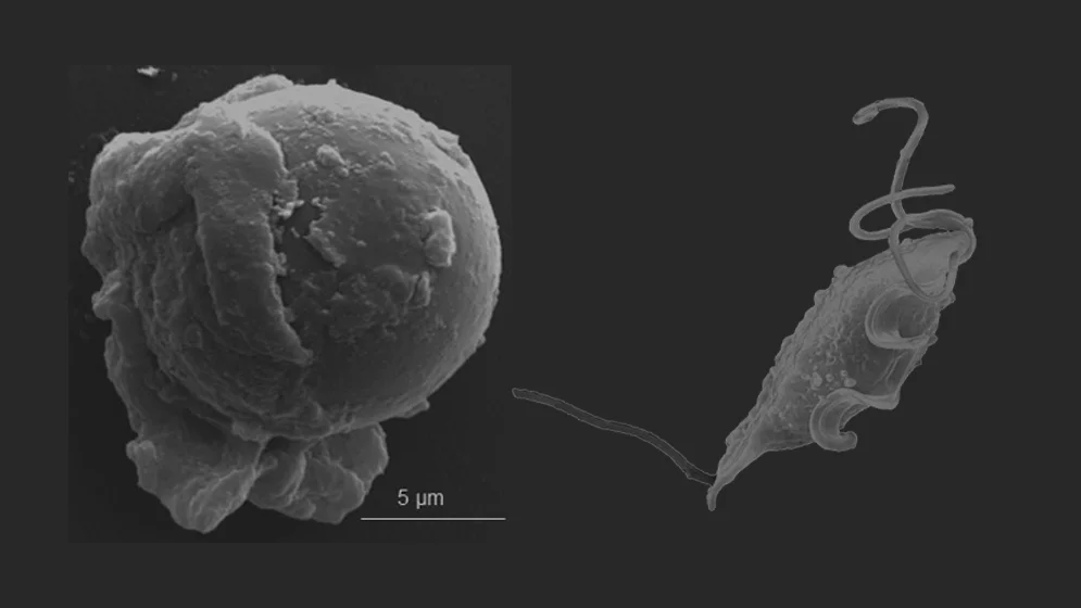 Tritrichomonas-foetus-3 (1)