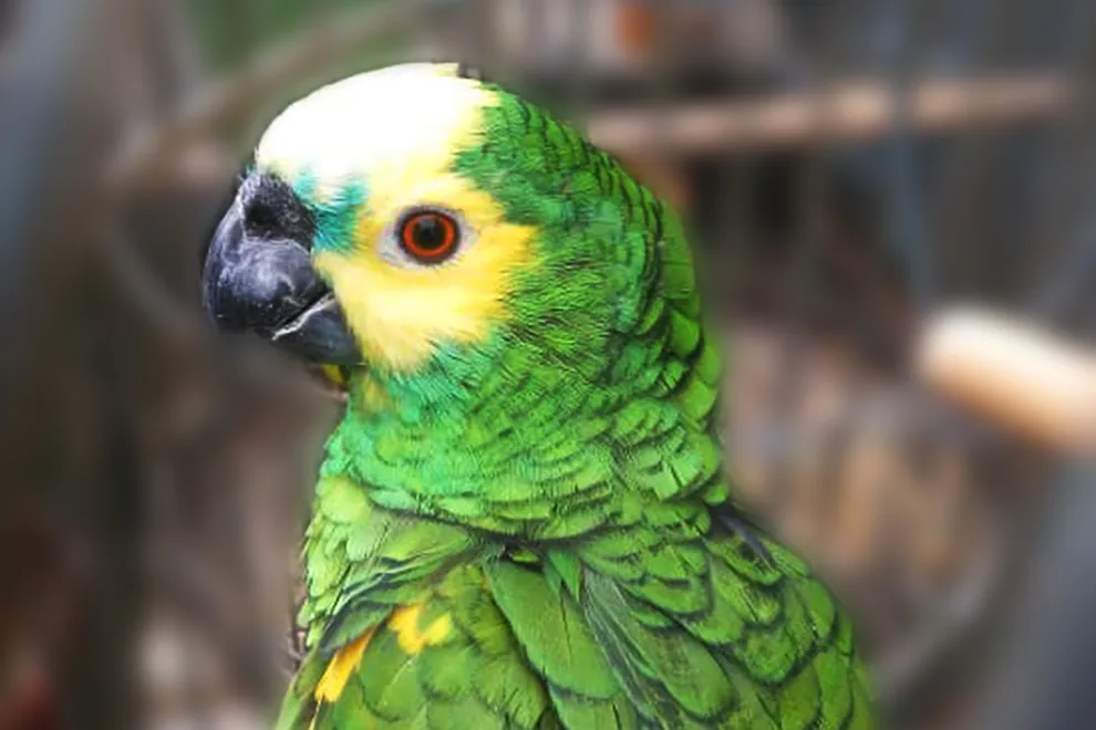 Loro_prensa-1