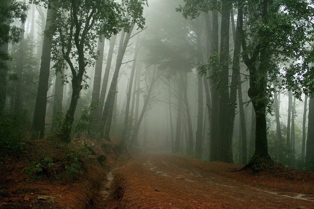 639-el-camino-por-el-bosque-de-niebla