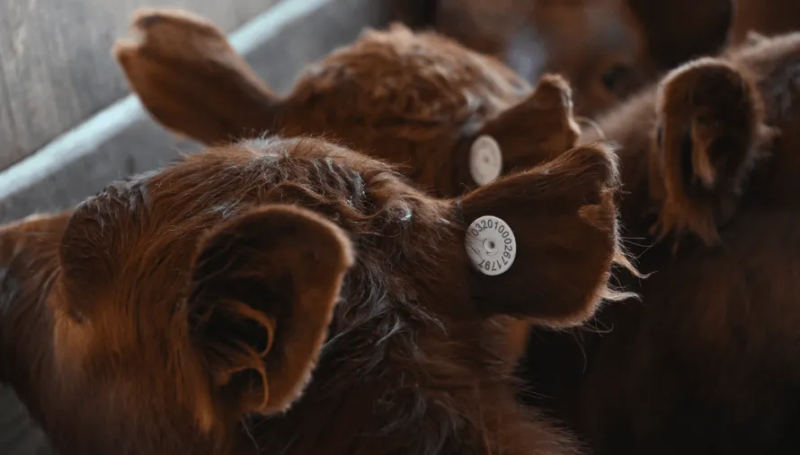 trazabilidad-individual-bovinos