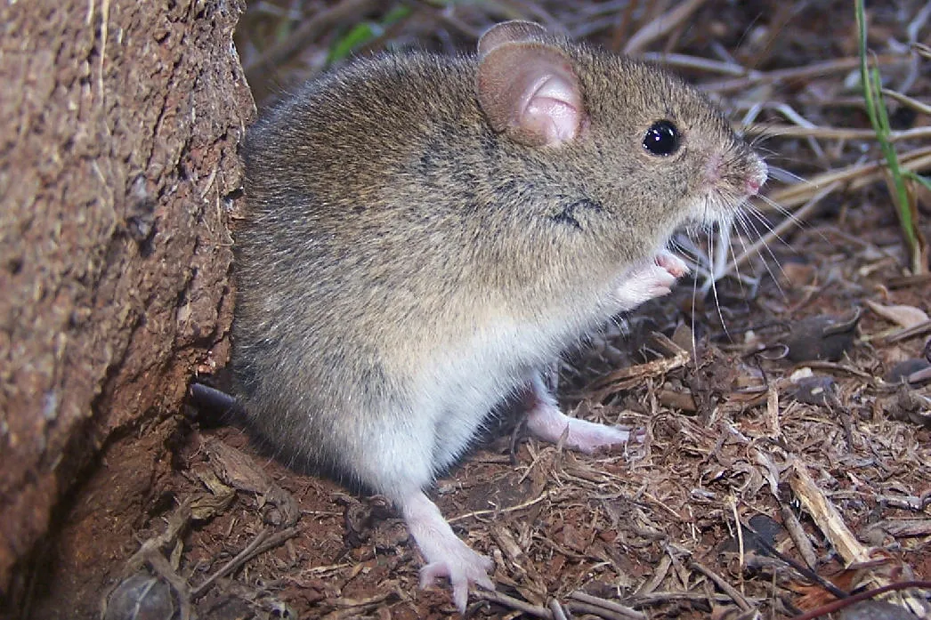 Fiebre Hemorrágica Argentina