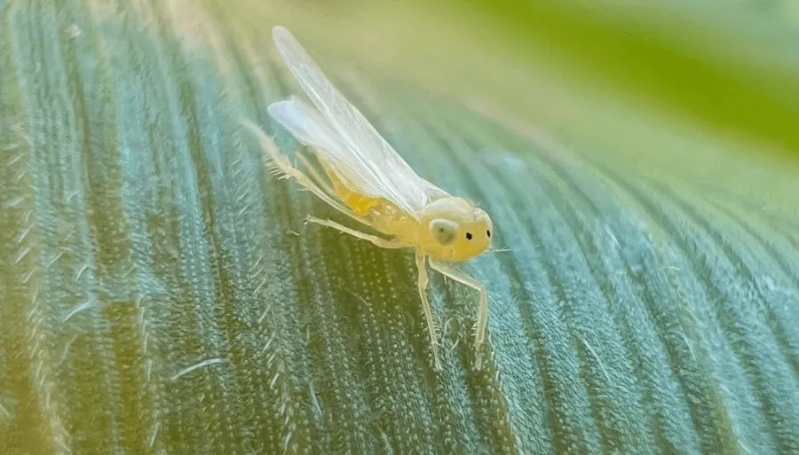 chicharrita-de-cerca