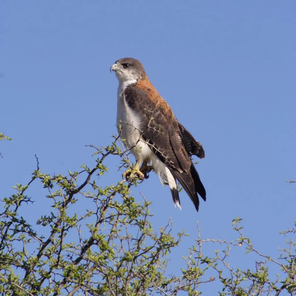 WhatsApp-Image-2024-06-04-at-09.13.37-1-1024x1024