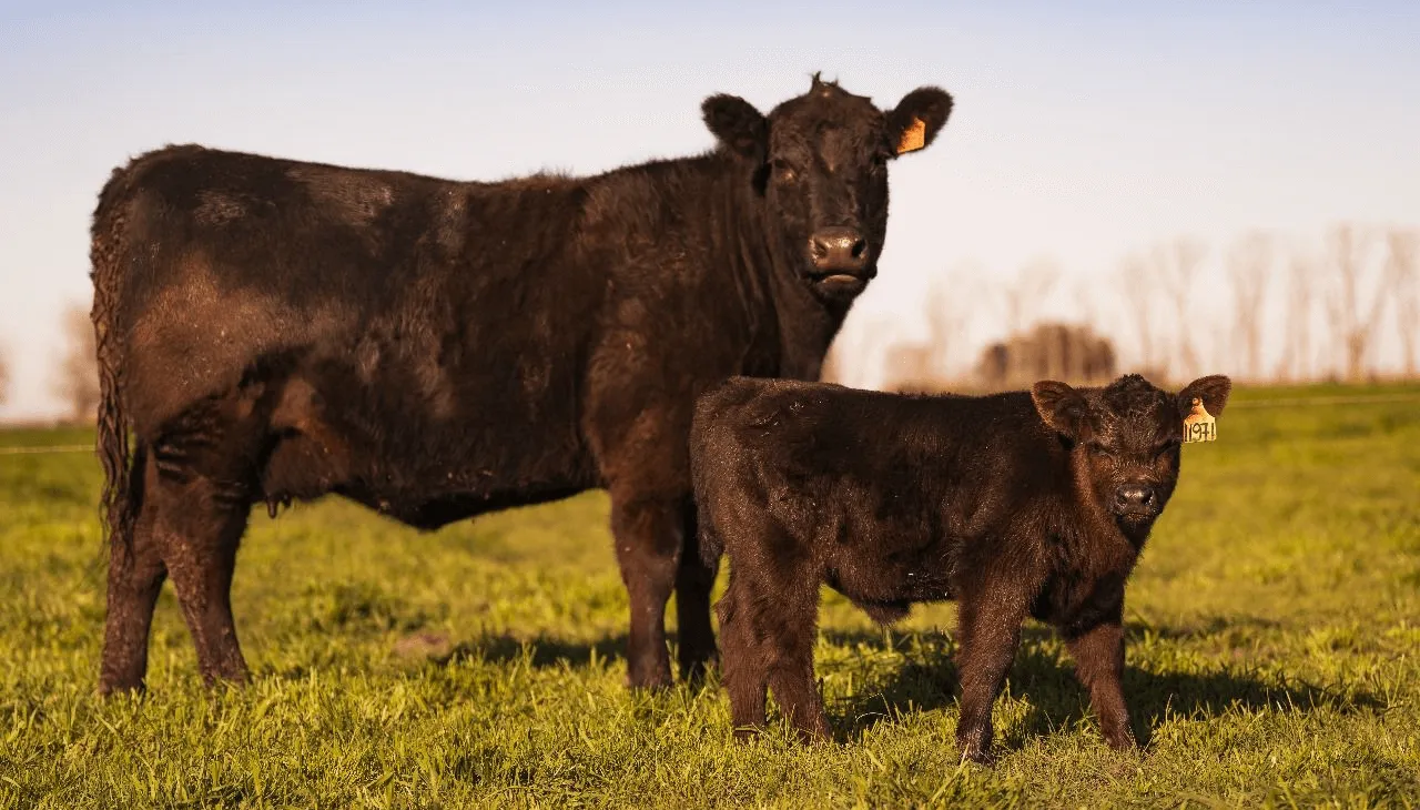 vaca-y-ternero