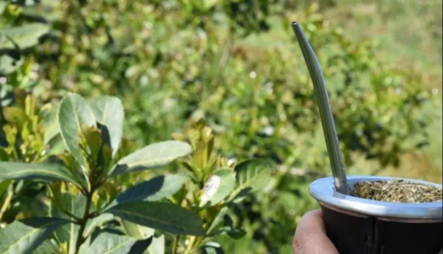 yerba-mate