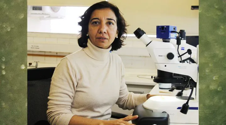 Chicharrita-03-web-720x400